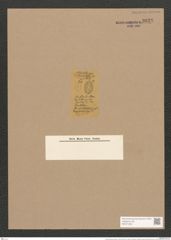 Cocconeis disculus (Schum.) Cleve (de-Toni-Nr.: Genus 40, Species 1838) Zeichnungen Sammlung Grunow Nr. 3628 (NHMW-BOT-W0371233)